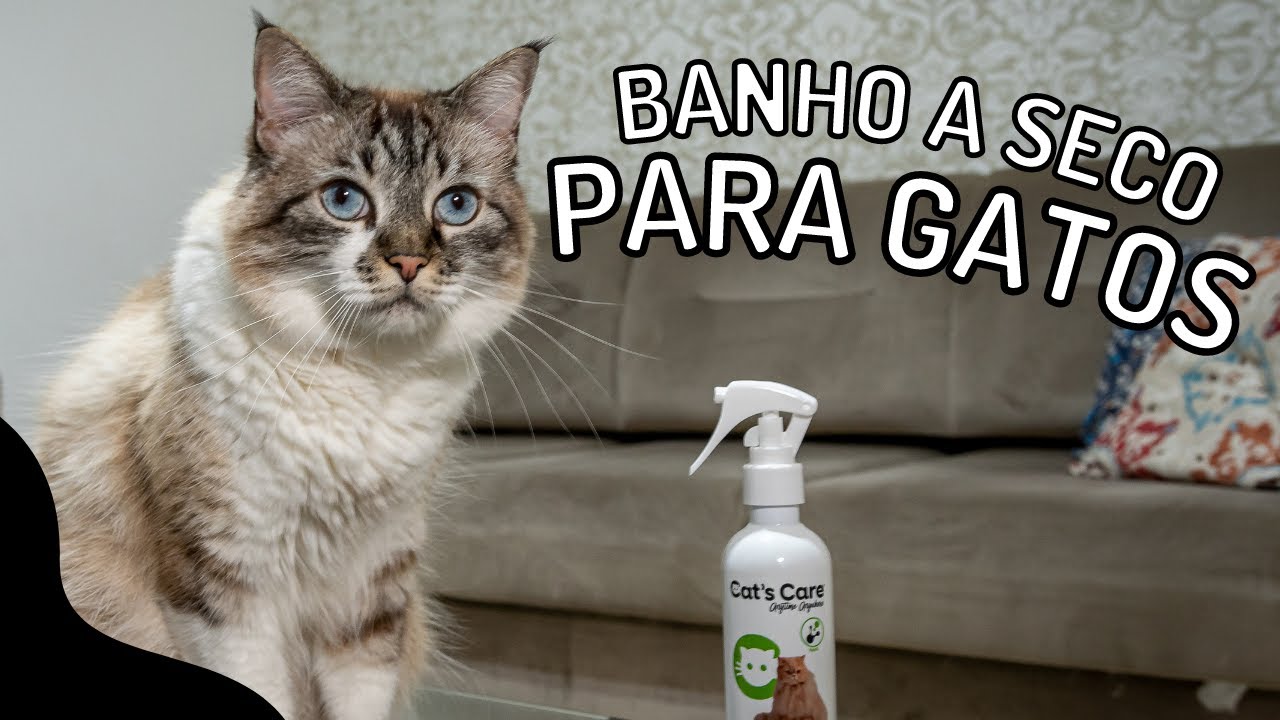 Tắm khô cho mèo: tham khảo 5 cách đơn giản sau!