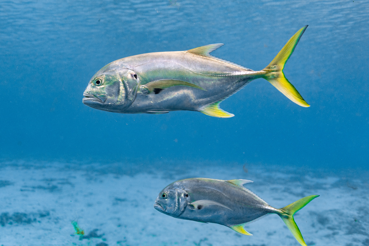 Ψάρια Xaréu: δείτε τα πιο ενδιαφέροντα χαρακτηριστικά αυτού του είδους!