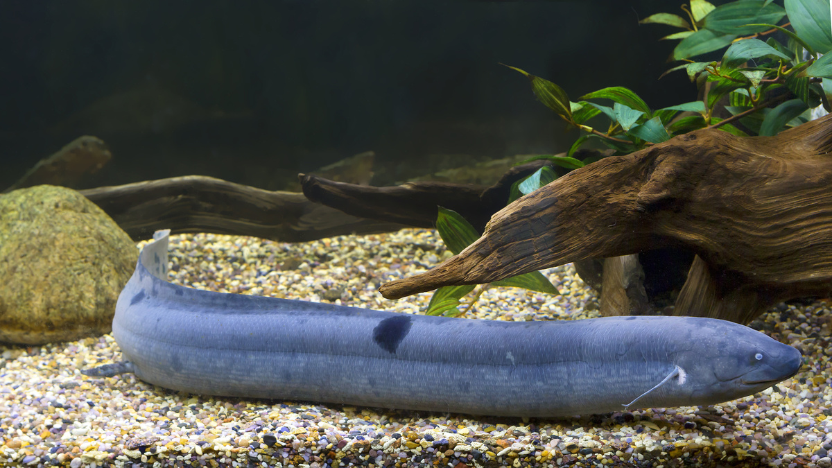 Piramboia: poznaj charakterystykę i ciekawostki na temat tej ryby!