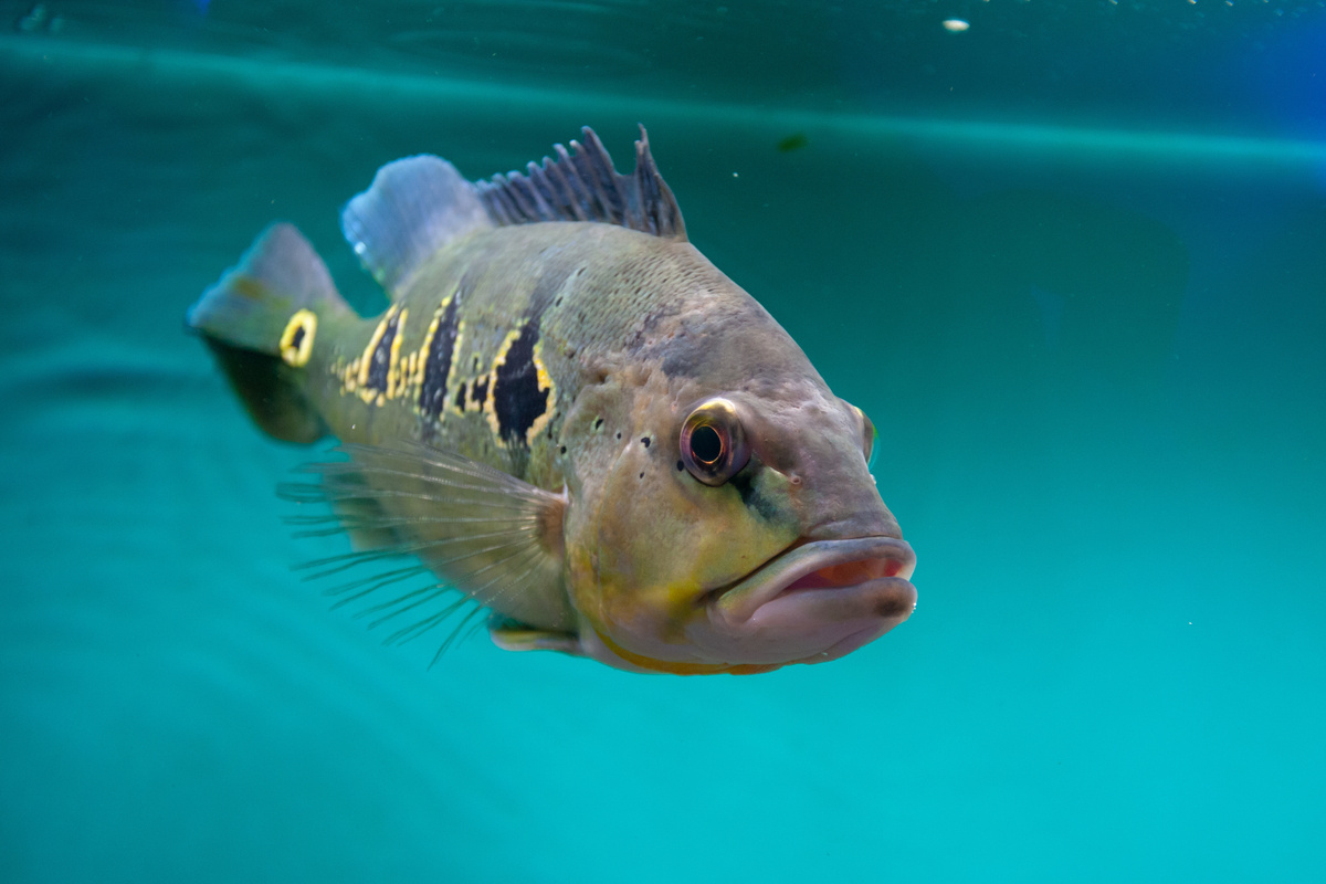 Γαλάζιο ψάρι tucunaré: δείτε τα είδη και τα αξιοπερίεργα!