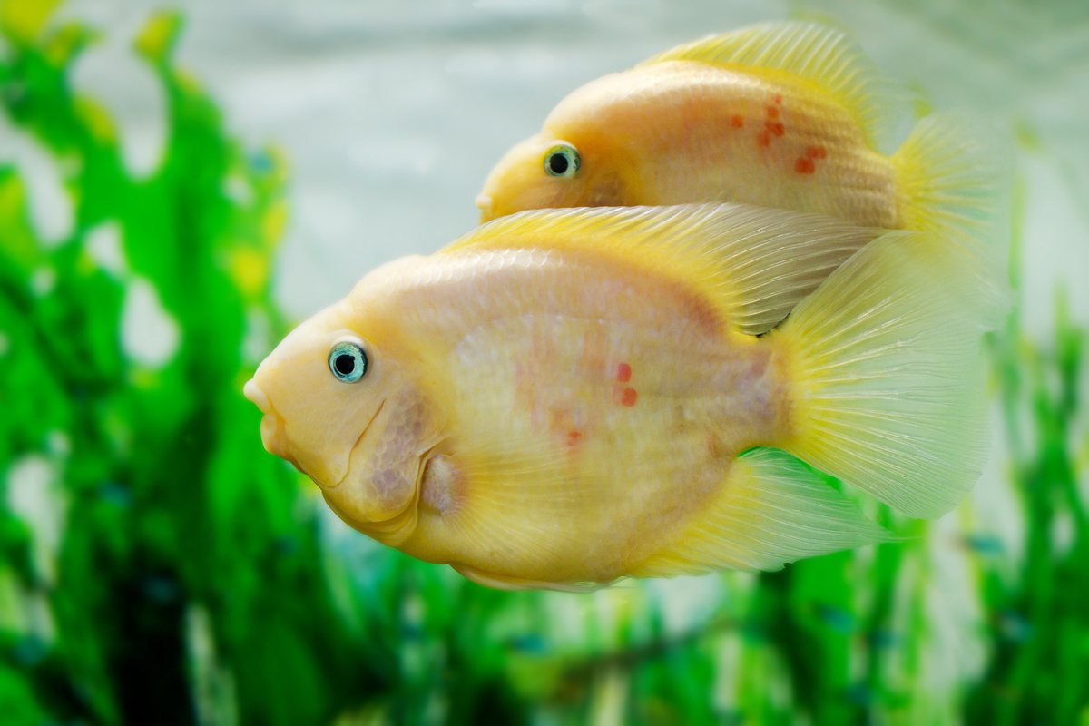 Γνωρίστε τα ψάρια παπαγάλοι: τροφή, τιμή και χρώματα!