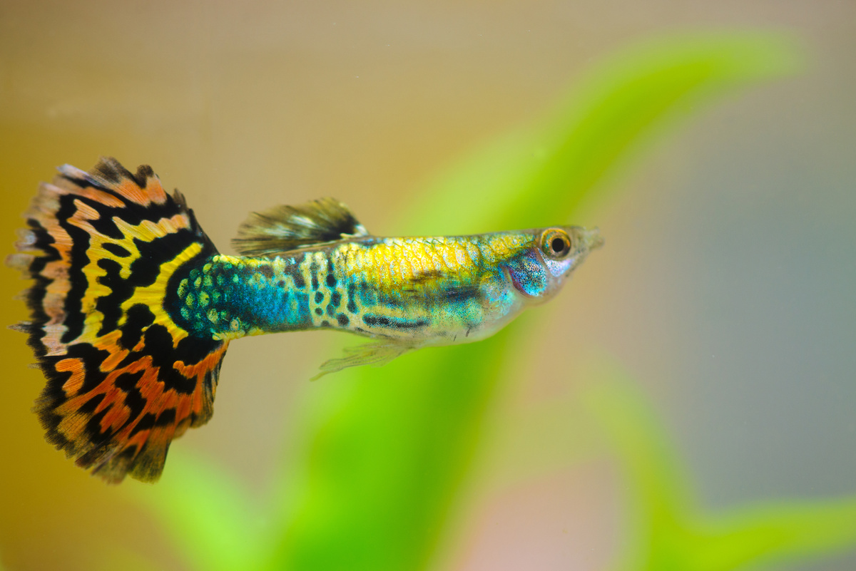 Lebiste Fische: siehe Tipps für Aquarien und wie man diese Art züchtet!