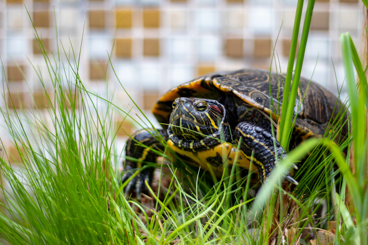 Su kaplanı kaplumbağası: nasıl bakılacağını, fiyatını ve daha fazlasını görün