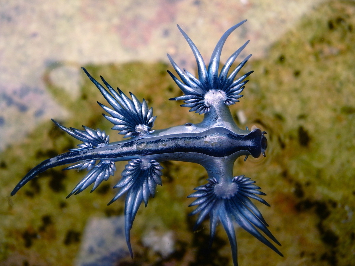 Sea Blue Dragon: sjoch ynformaasje en leuke feiten oer it mollusk!
