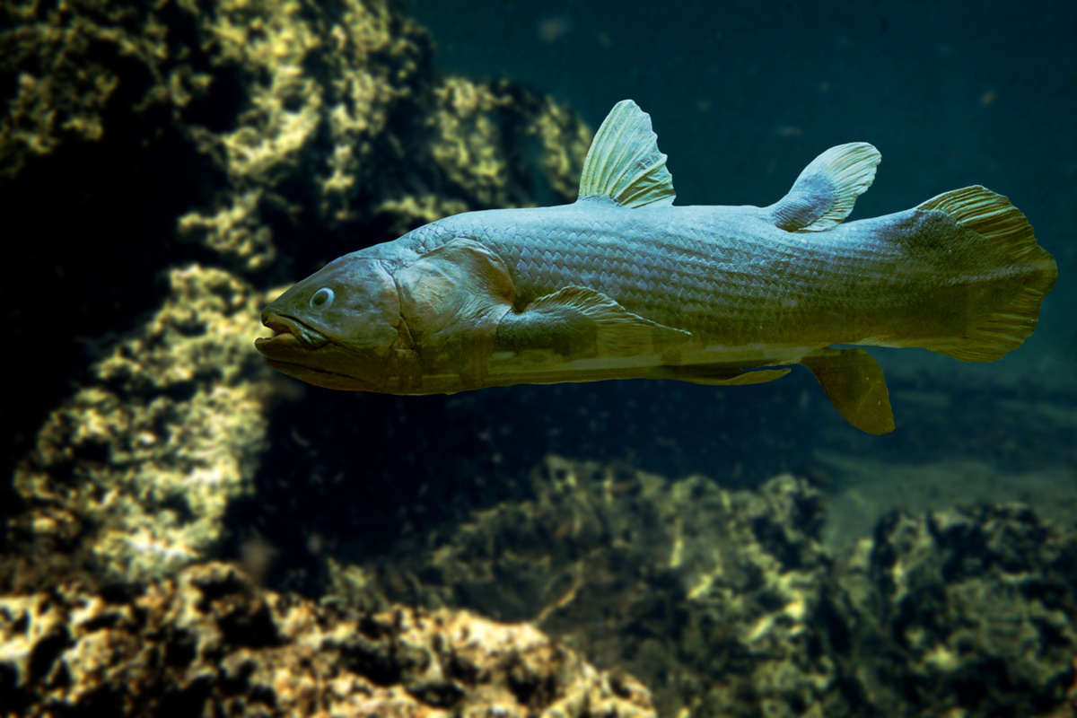 Pesce celacanto: caratteristiche, alimentazione e curiosità