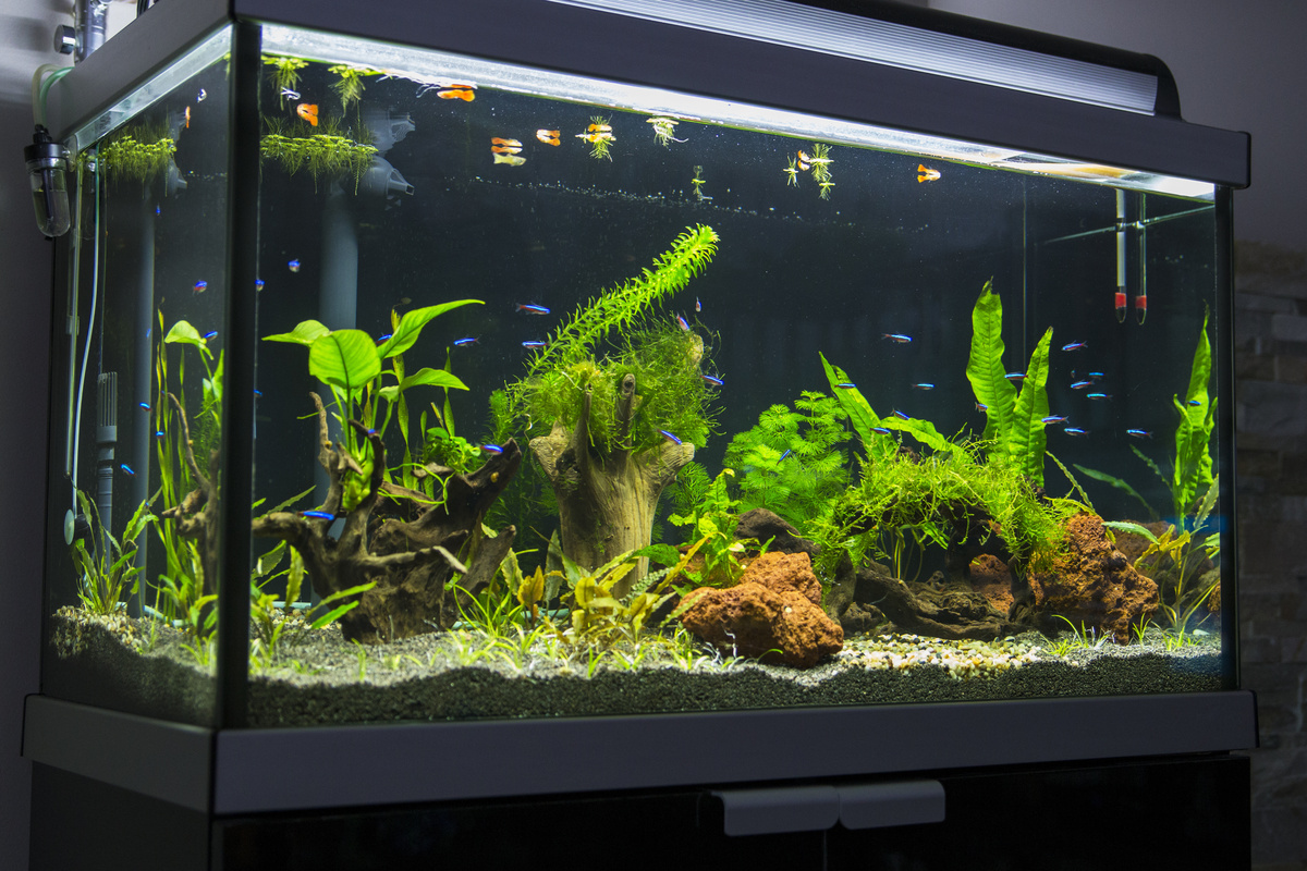 Kuidas tõsta akvaariumivee pH-d minu kalade jaoks?