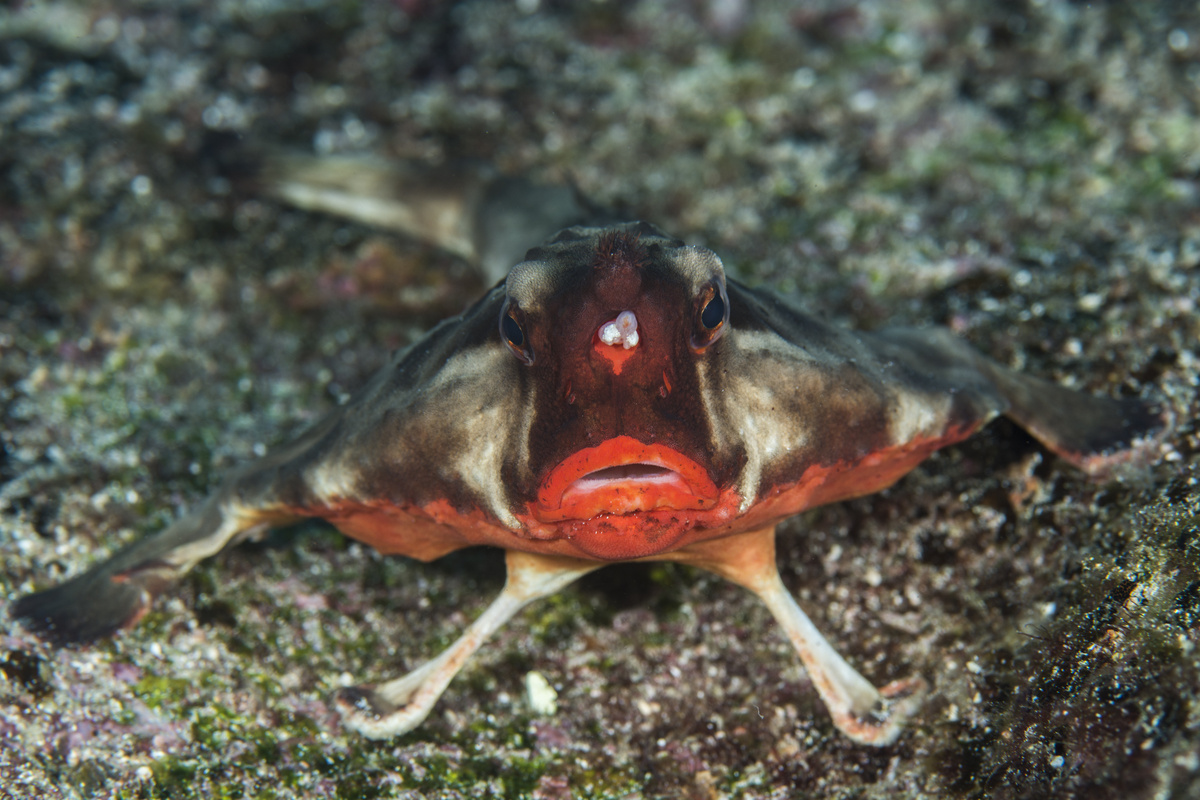 سمكة الخفافيش: شاهد فضول هذه السمكة البرازيلية الغريبة!