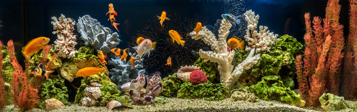 Риби с алкално рН: вижте видовете и научете за необходимите грижи!