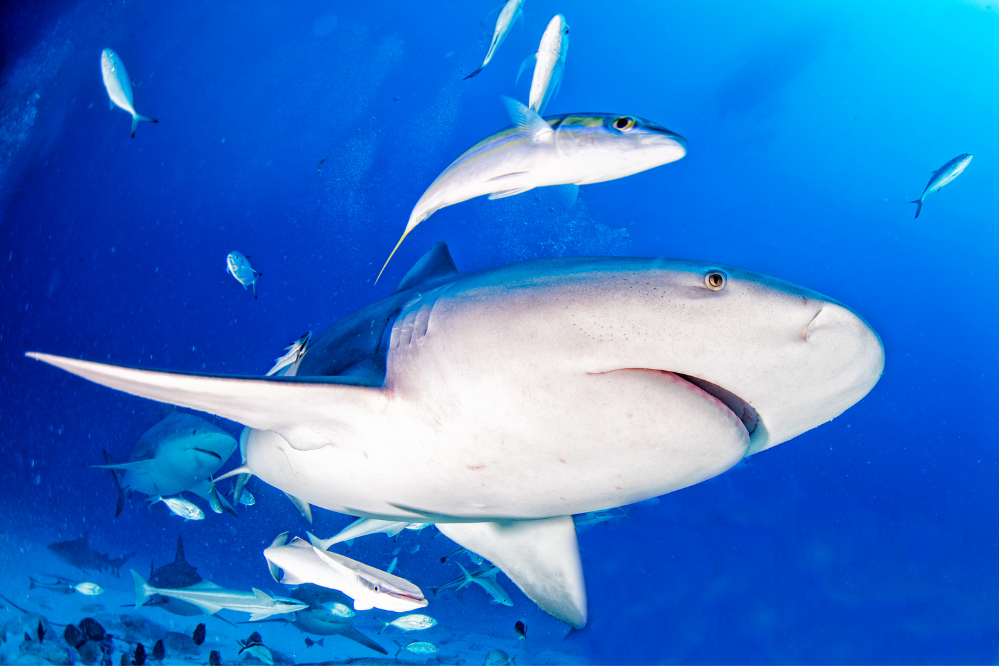Upoznajte morskog psa bika, nevjerojatnu vodenu životinju!