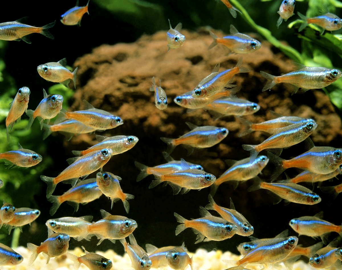 أسماك المياه الحمضية: شاهد الأنواع الشائعة ونصائح مهمة