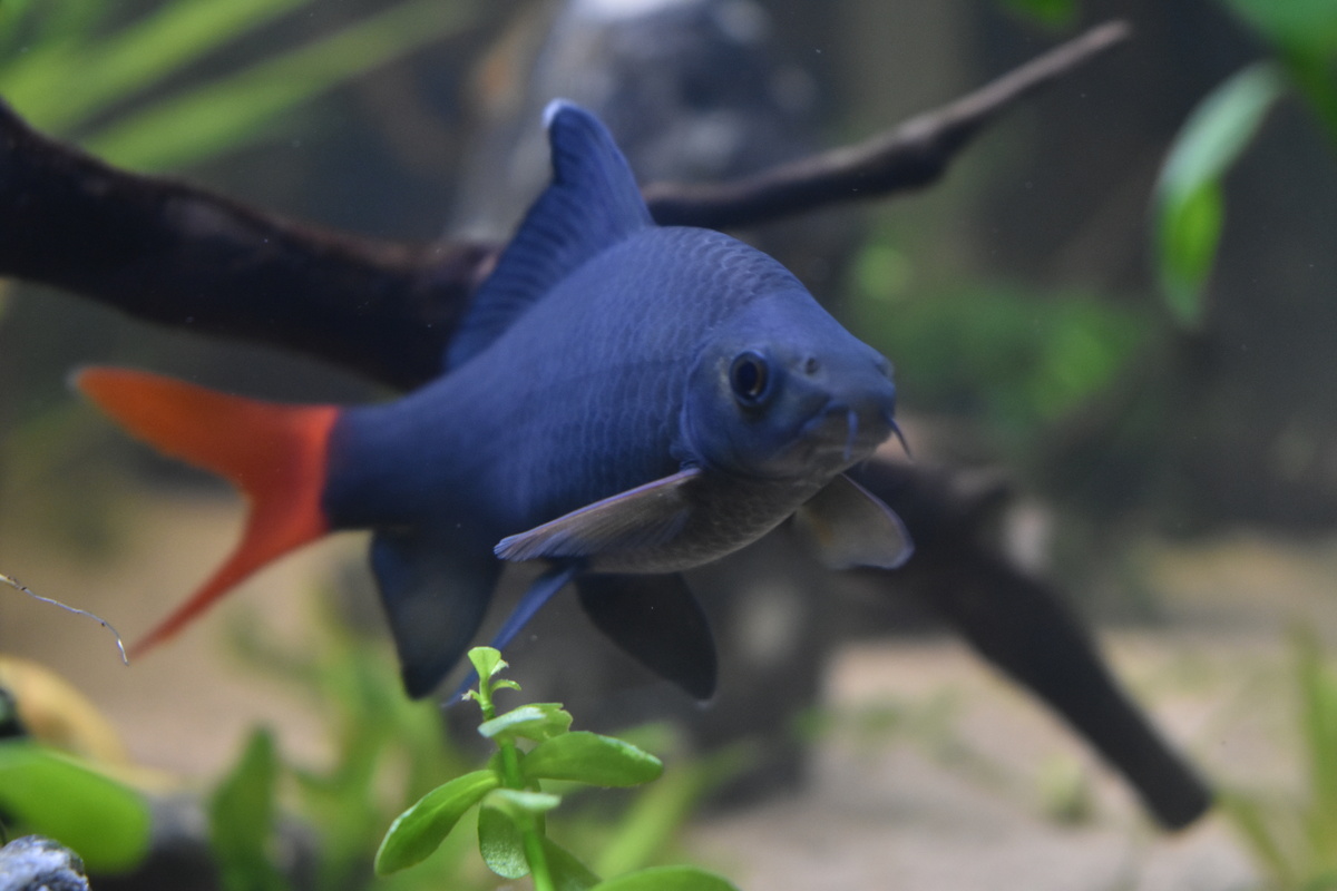Ψάρια Labeo: είδη, αναπαραγωγή, αναπαραγωγή και πολλά άλλα!