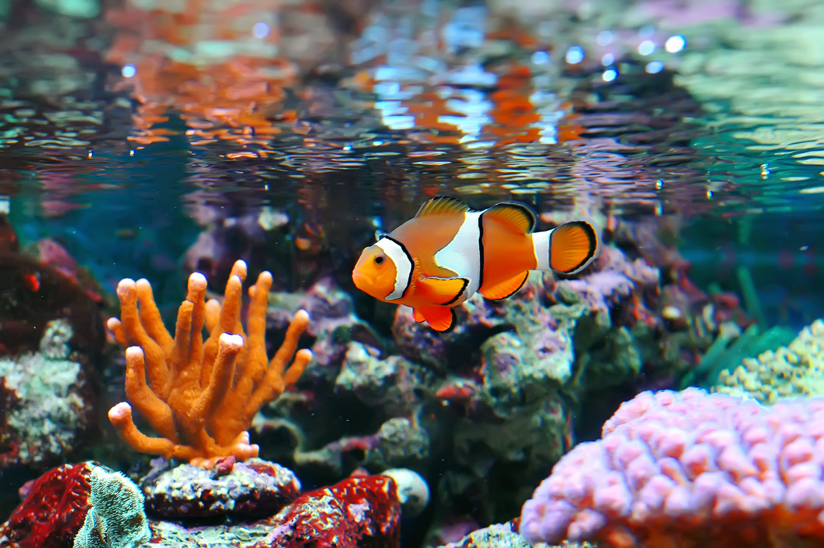 Clownfish: ionnsaich mu dheidhinn iasg carismatach Nemo!