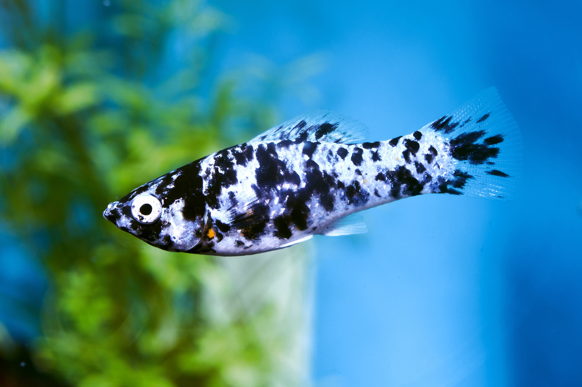 Molinesia: curiosidades y cómo criar este pez ornamental