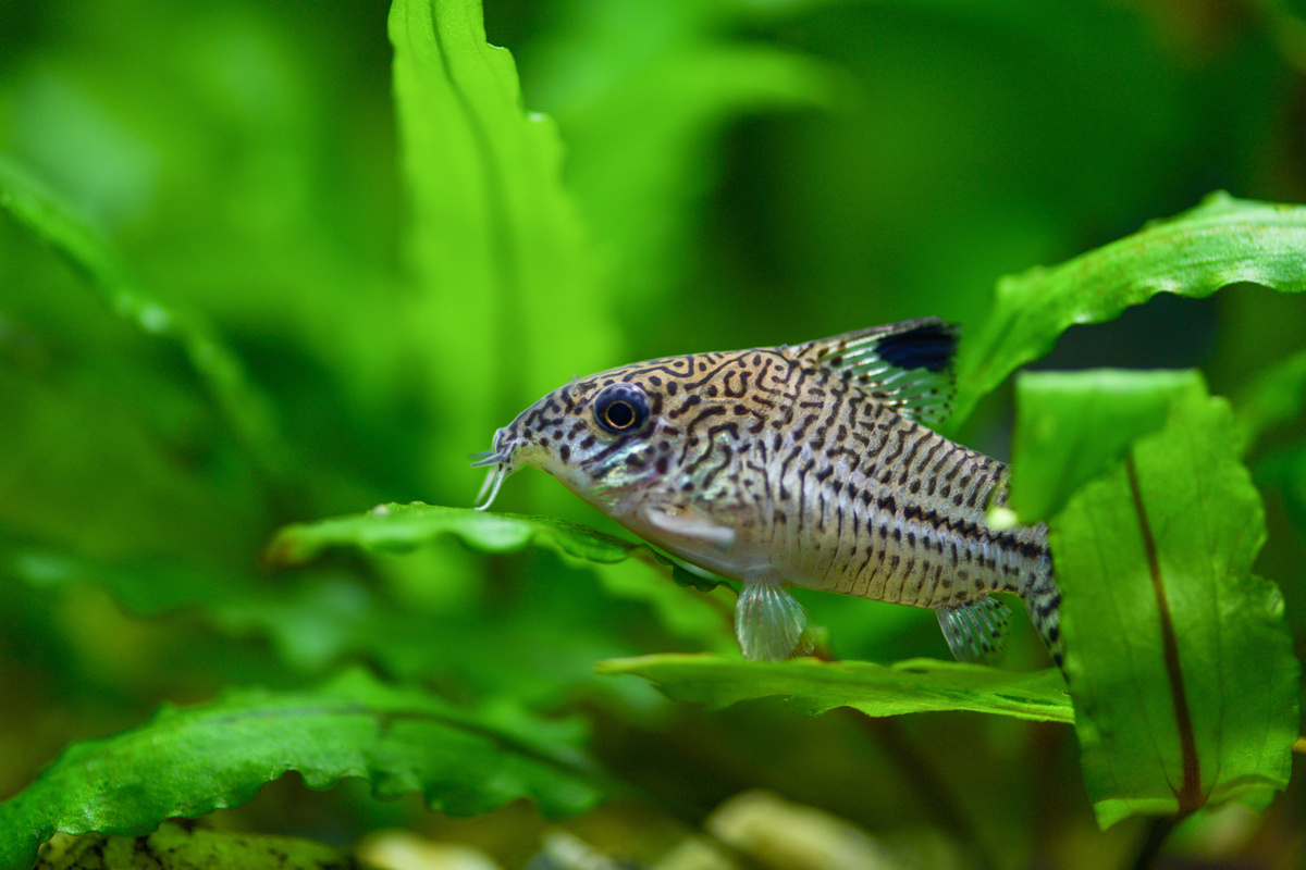 أسماك Corydora: شاهد الأنواع المختلفة ونصائح التربية هنا!