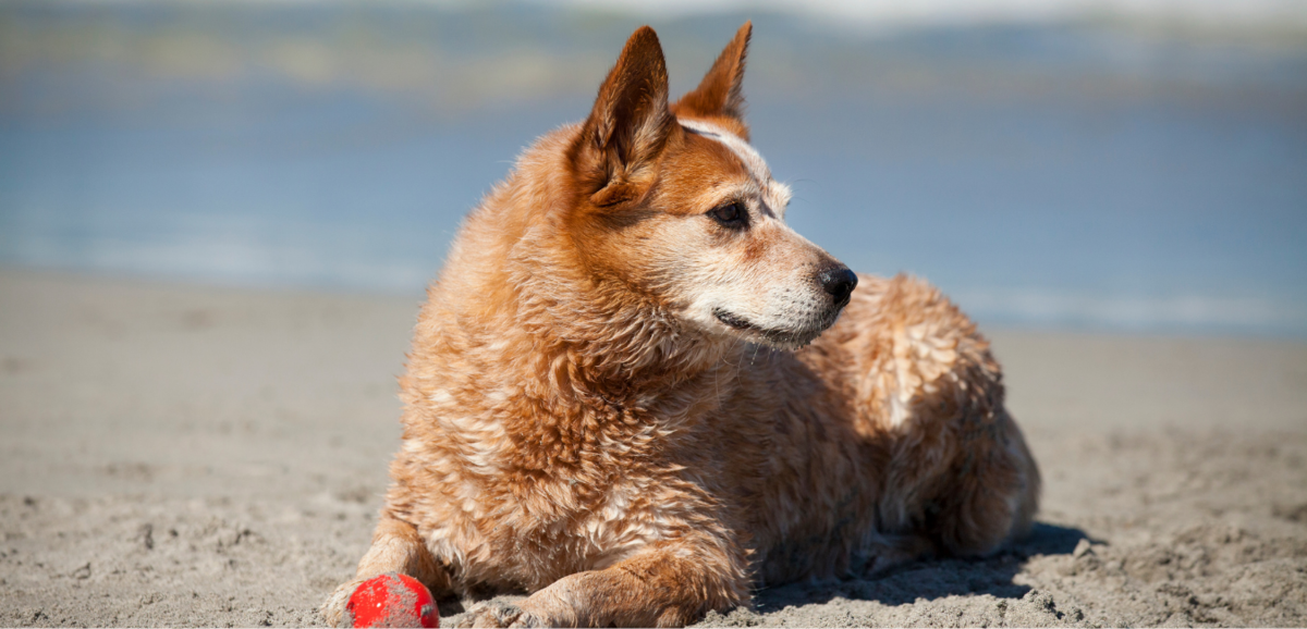 Red Heeler: se egenskaper, pris och mer av hunden!
