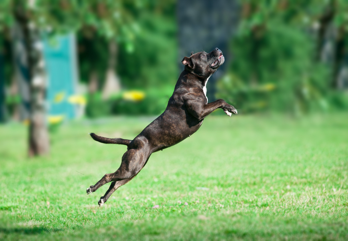 Kesayetiya Pit Bull Terrier ya Amerîkî: agahdarî û serişteyan bibînin!