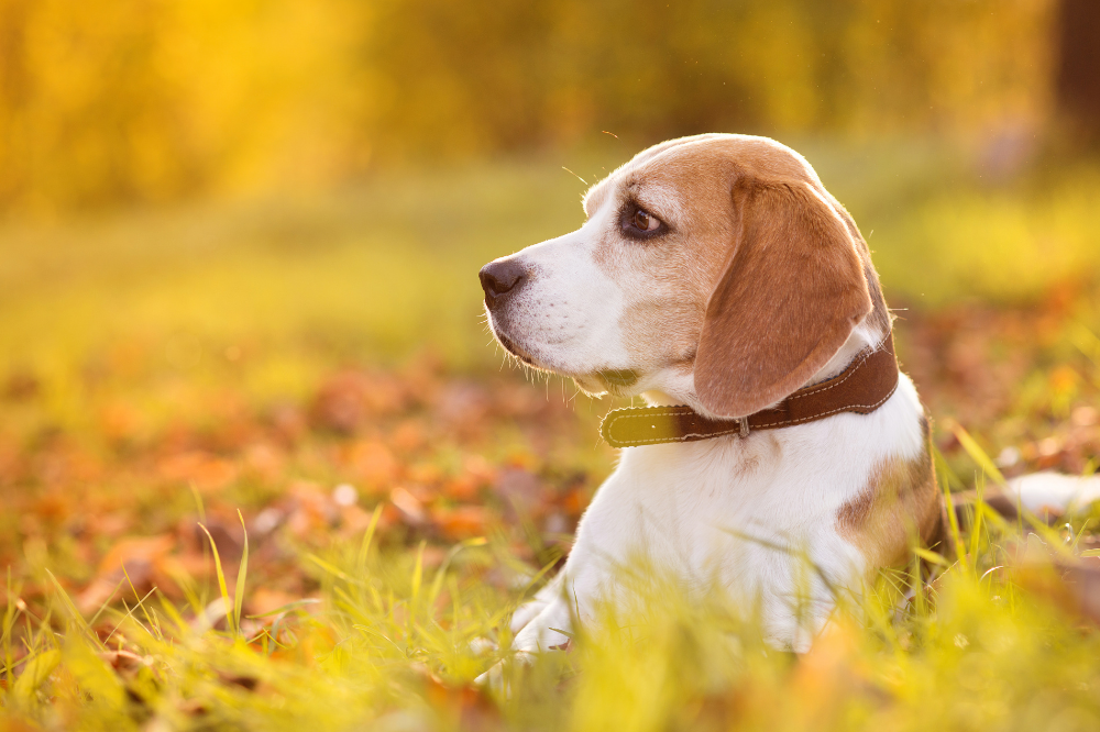 Τιμή κουταβιού Beagle: δείτε πού να αγοράσετε, κόστος και συμβουλές