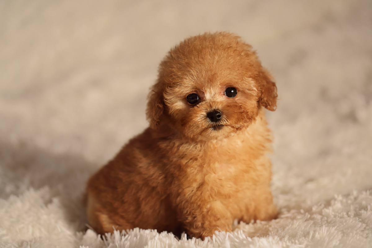Bekijk de schattigste puppy's ter wereld! 25 rassen in alle maten!