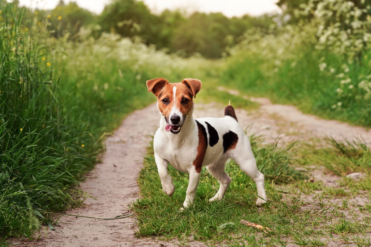 Maskara puppy: prijs en fok tips voor de Jack Russell Terrier