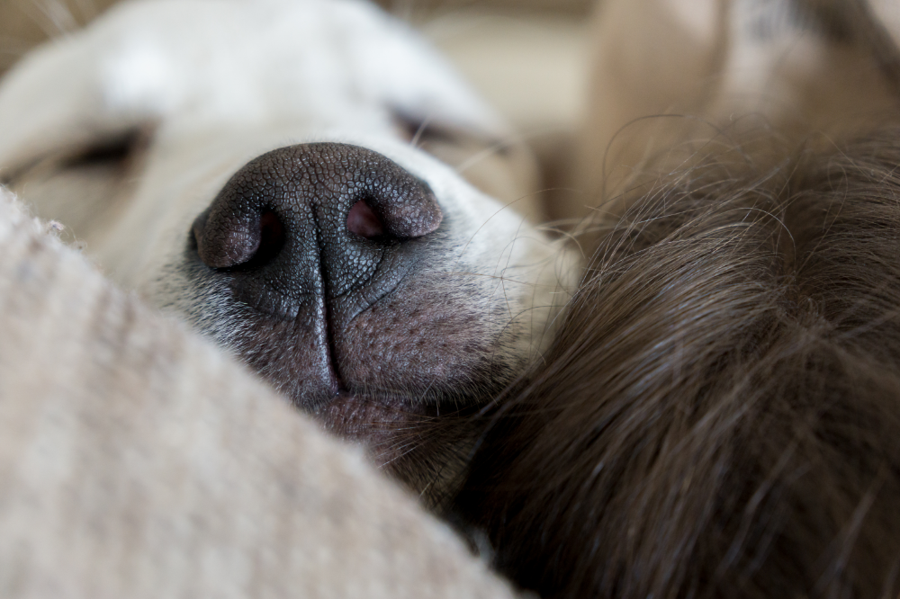 Qeni që bën zhurmë derri: shikoni shkaqet dhe kujdesin