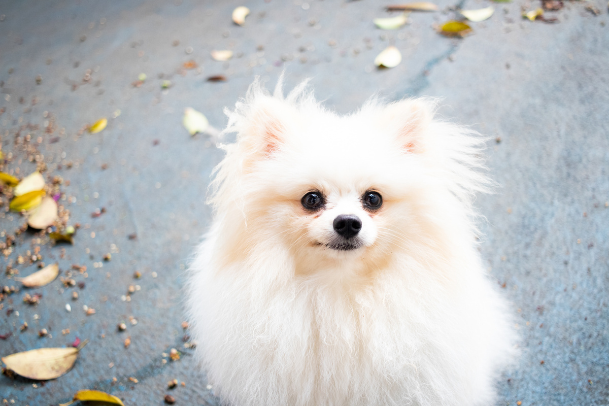 Pomeranian: bihayê, lêçûn û lênêrîna kûçikê