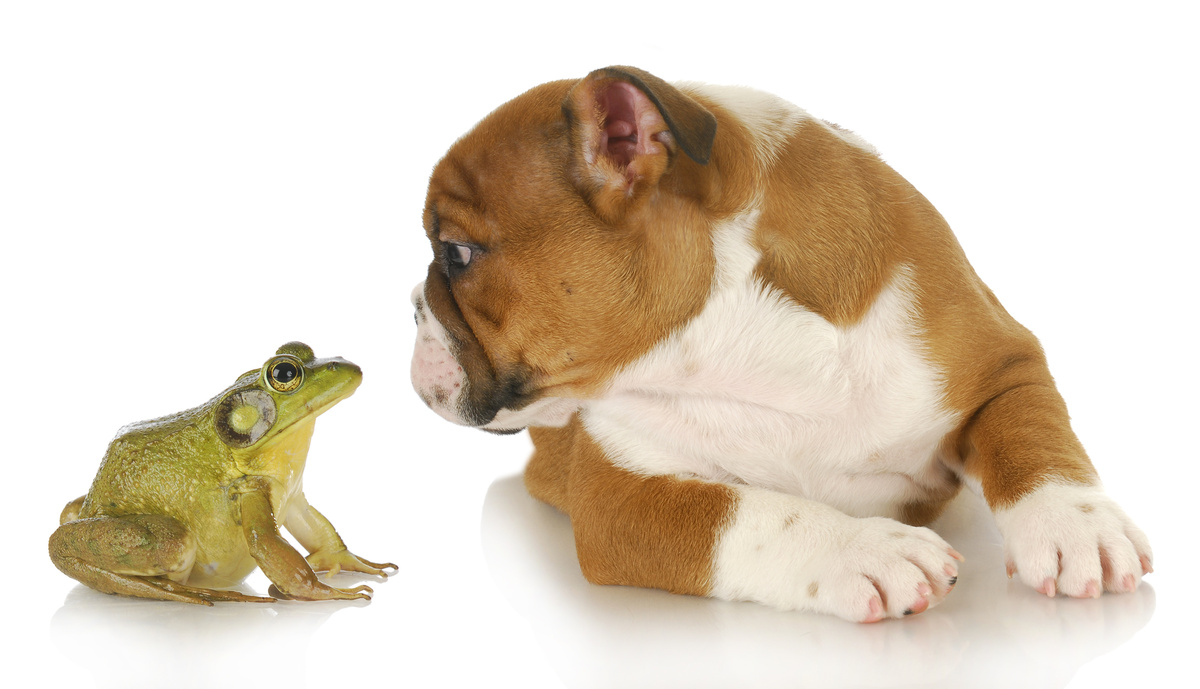 Ihr Hund hat einen Frosch gebissen? Hier finden Sie wichtige Tipps und Pflegehinweise