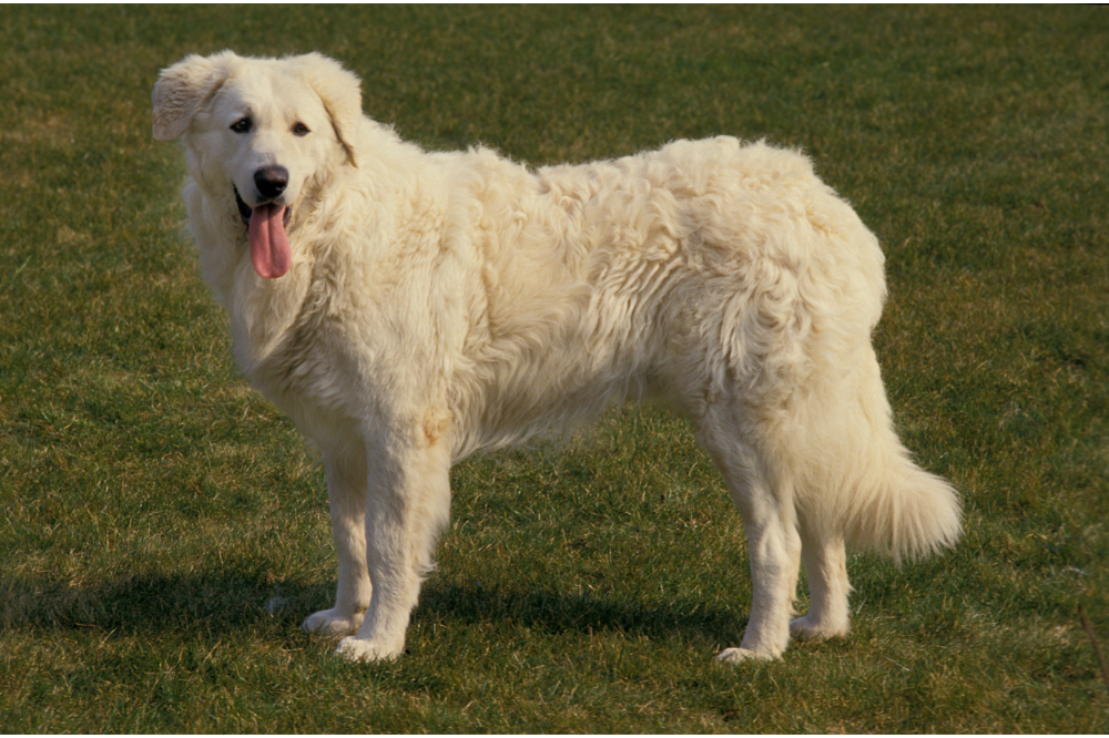 هل تبحث عن كلب أبيض وفروي؟ تعرف على 22 سلالة جميلة