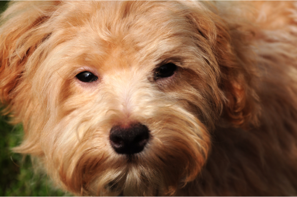 Maltipoo: spoznajte kríženca maltézskeho psíka s pudlom!