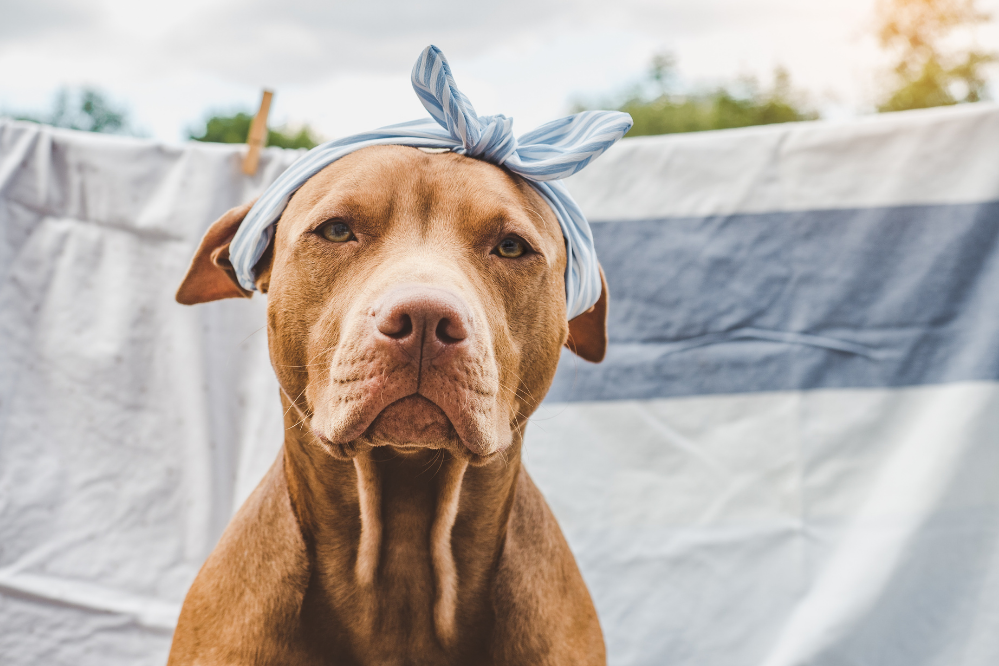 Como adestrar a un Pitbull: guía completa para educar á túa mascota