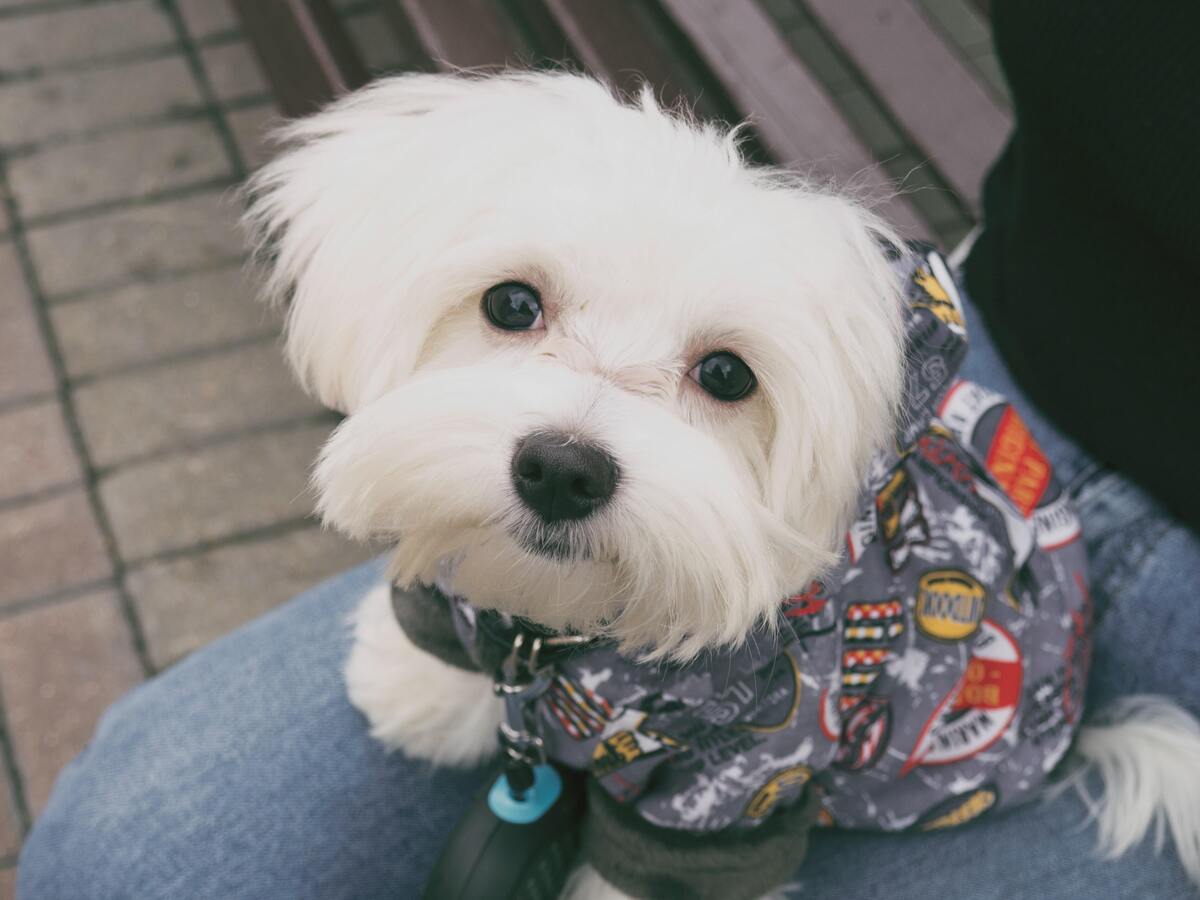 Mikro Maltese hondjie: kyk prys, sorg en nog baie meer!