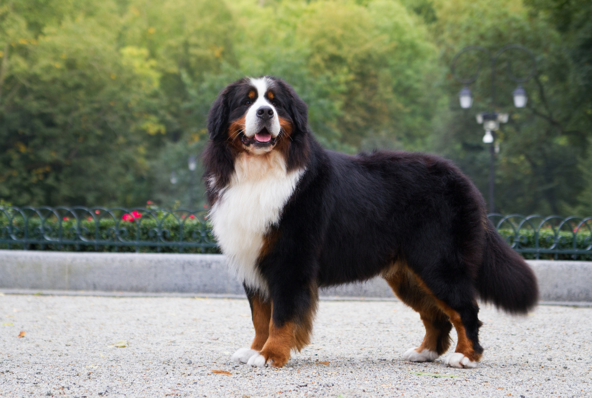 Buhayê kûçikê Bernese: li ku derê bikirin, lêçûn û serişteyan bibînin