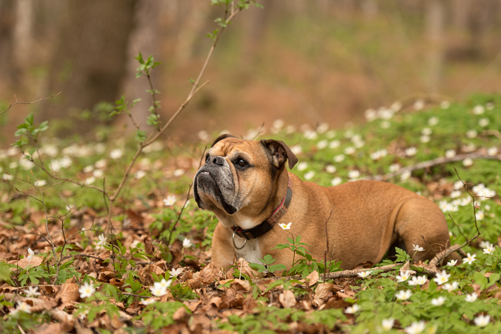 Bulldog အမျိုးအစား ၁၄ မျိုး- အင်္ဂလိပ်၊ ပြင်သစ်၊ ဂျာမန်နှင့် အခြားအရာများနှင့် တွေ့ဆုံပါ။
