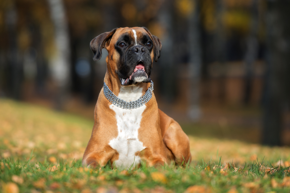 Country bulldog: se temperament, pris, vård och mer