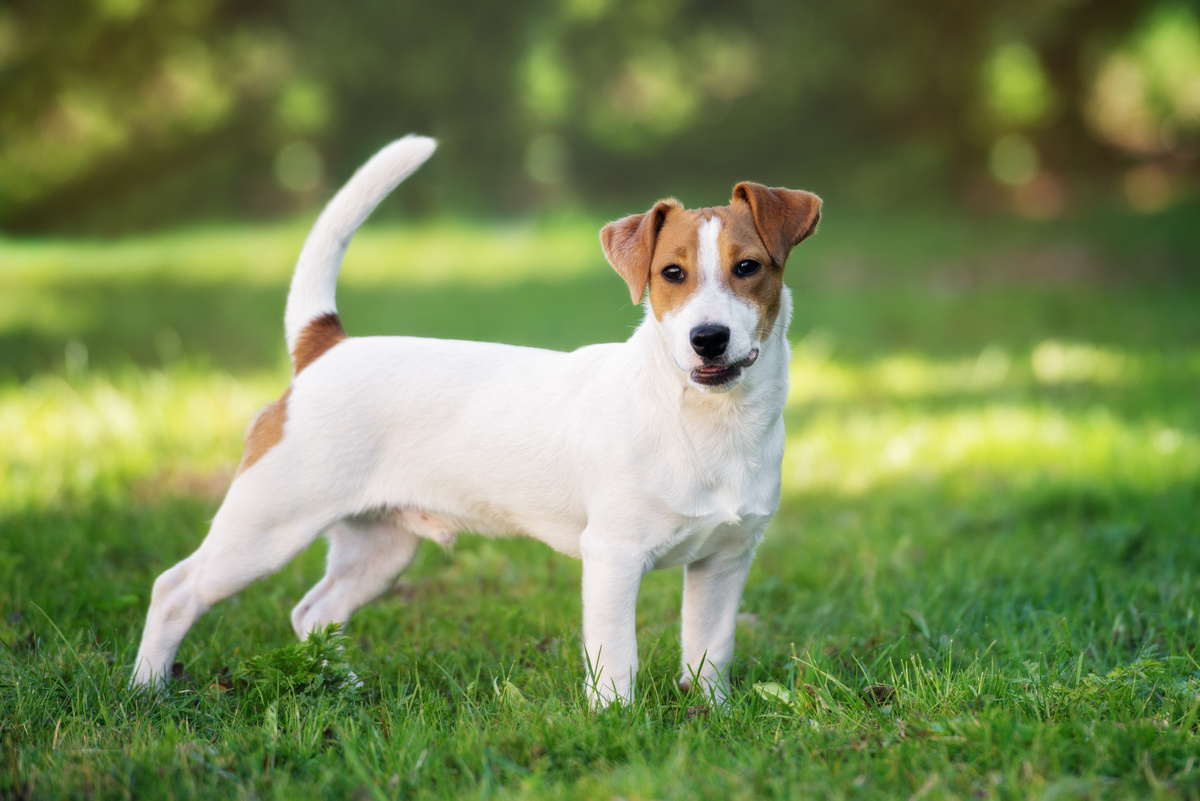 Ποια είναι η τιμή του Jack Russell Terrier; Δείτε την αξία και το κόστος