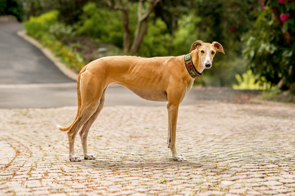 English Greyhound: taybetmendî, biha, lênêrîn û hêj bêtir