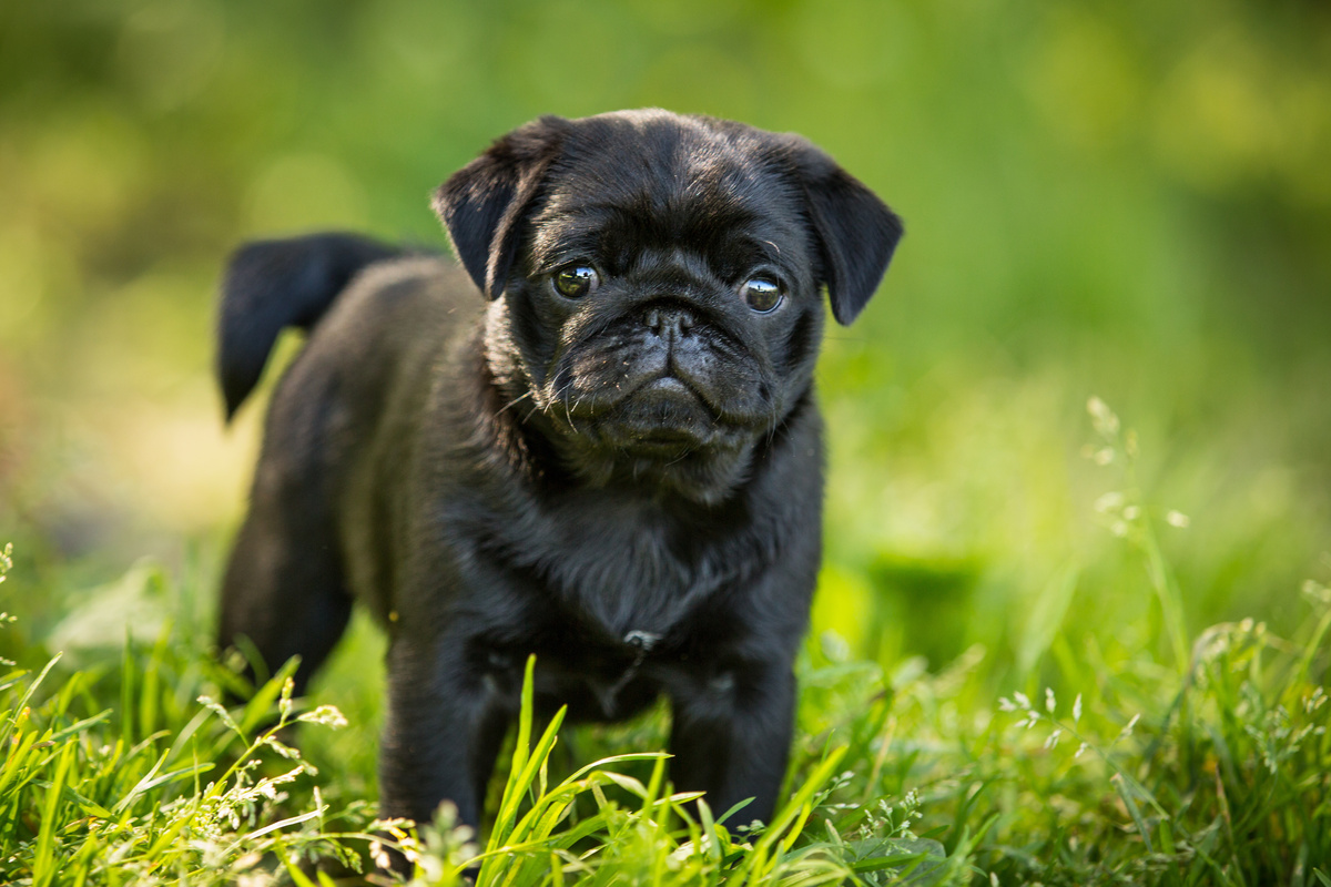 Černý mops štěně: vlastnosti, štěně, cena a další