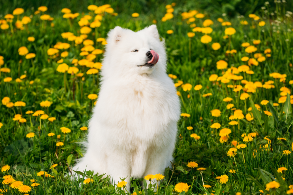 Njihuni me qenin Samoyed: çmimi, karakteristikat dhe më shumë!