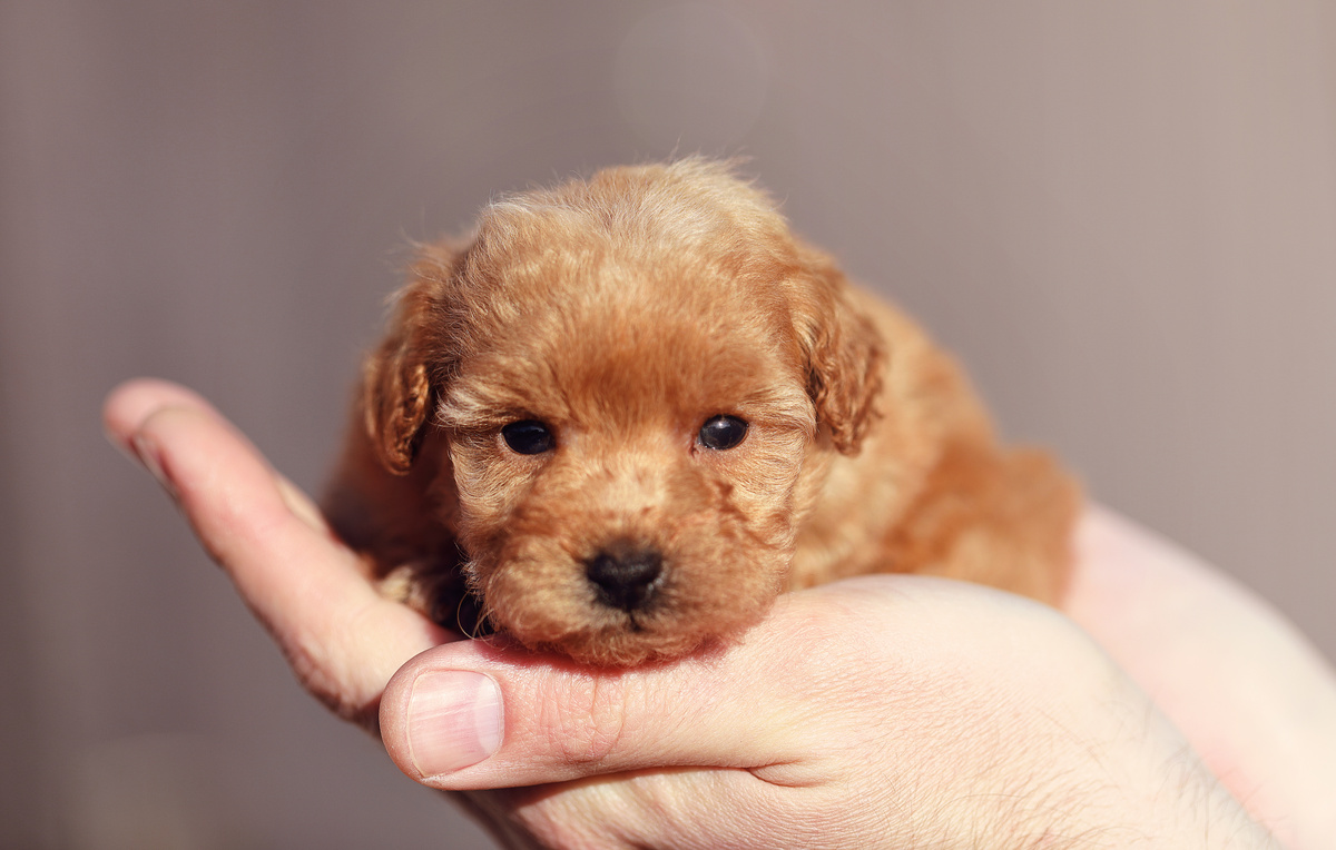 Anak anjing pudel: harga, karakteristik, dan tips perawatan!