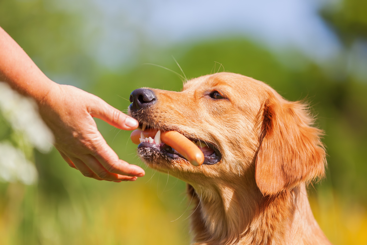 آیا سگ ها می توانند سوسیس بخورند؟ خام، پخته و غیره