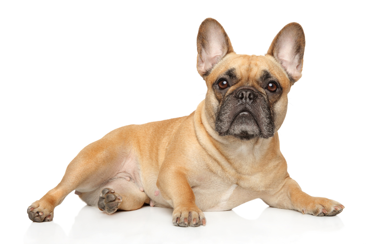French Bulldog: donasi atau beli? Lihat mana yang merupakan pilihan terbaik