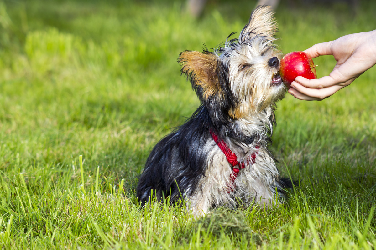 Může štěně sníst zelené nebo zralé jablko? Zjistěte to zde