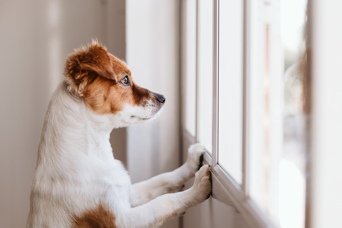 Σκύλος που ξύνει τον τοίχο: δείτε γιατί και τι να κάνετε