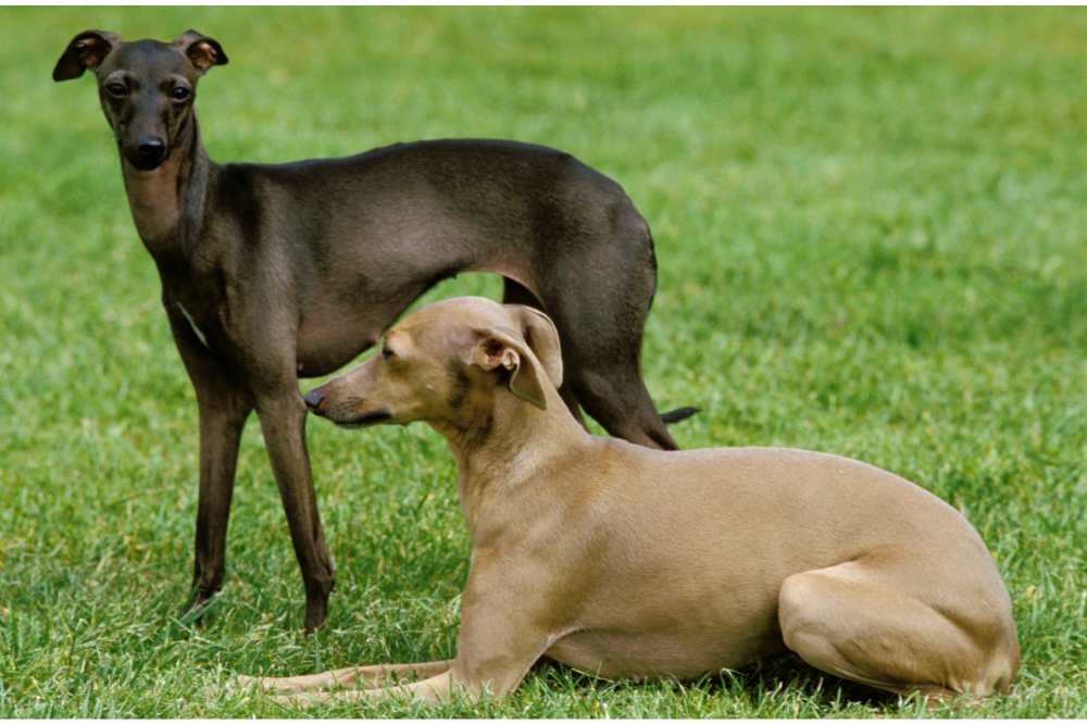 Italiaanse Greyhound: prijs, kenmerken, curiosa en meer!