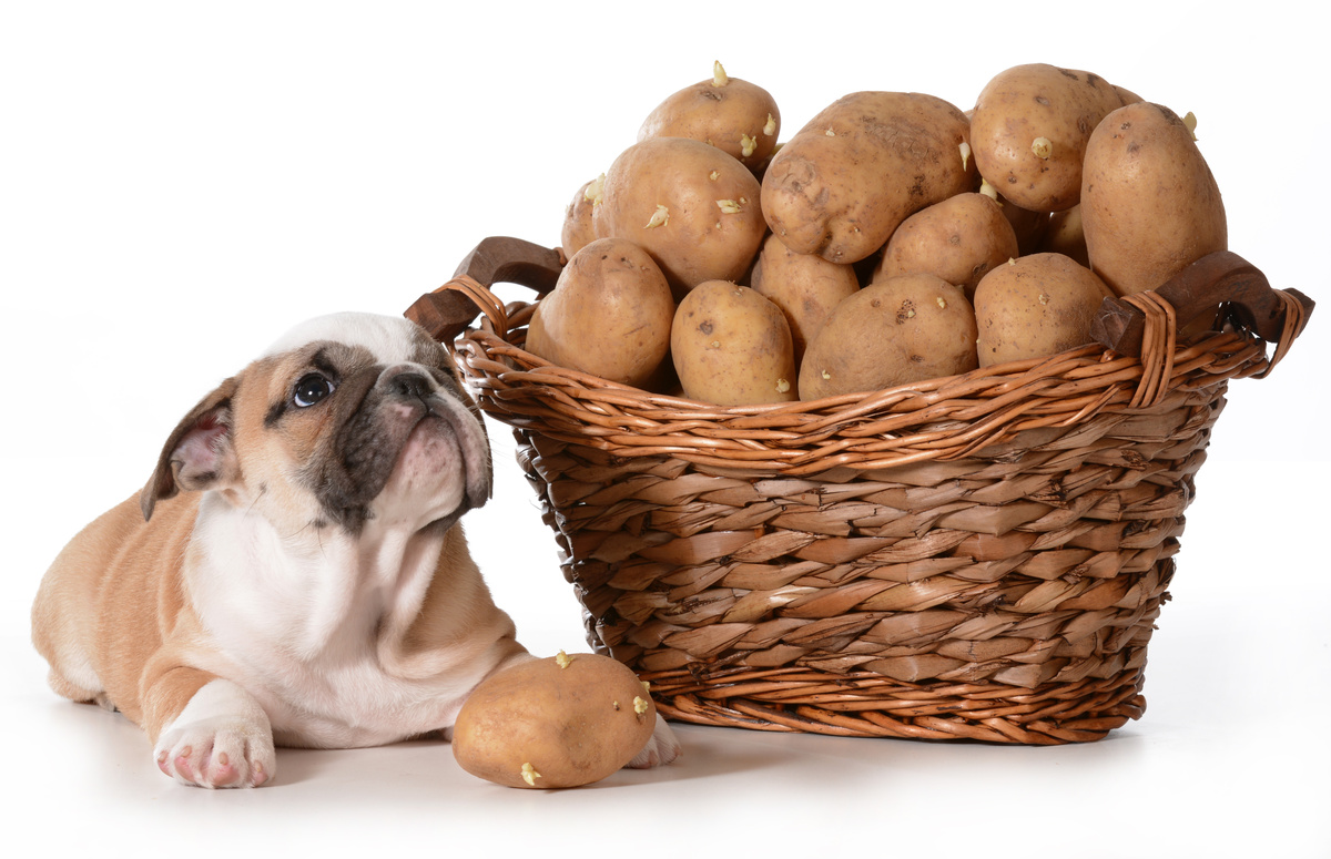 Дали кучињата можат да јадат компири? Видете совети и мерки на претпазливост