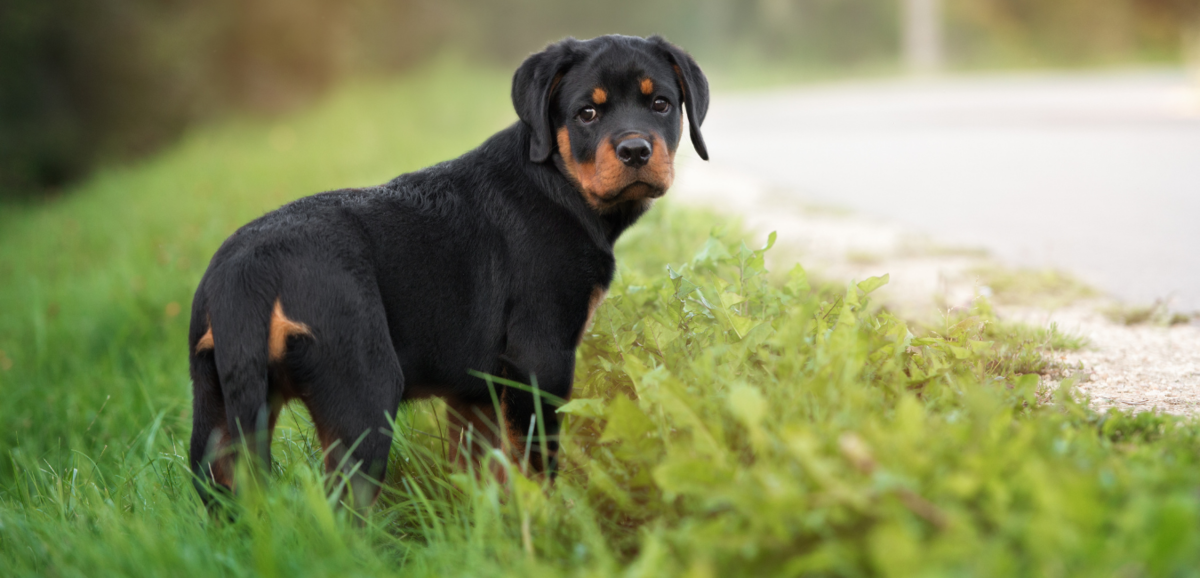 Rottweiler puppy's: persoonlijkheid, prijs, verzorging en meer