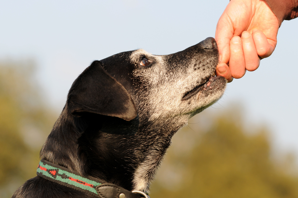 Com suavitzar el menjar per a gossos grans: vegeu consells senzills