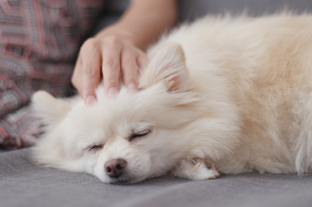 اكتشف لماذا يحب الكلب النوم بجانب المالك