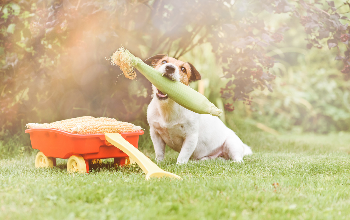 هل يستطيع الكلب أكل الذرة؟ اكتشف الآن!