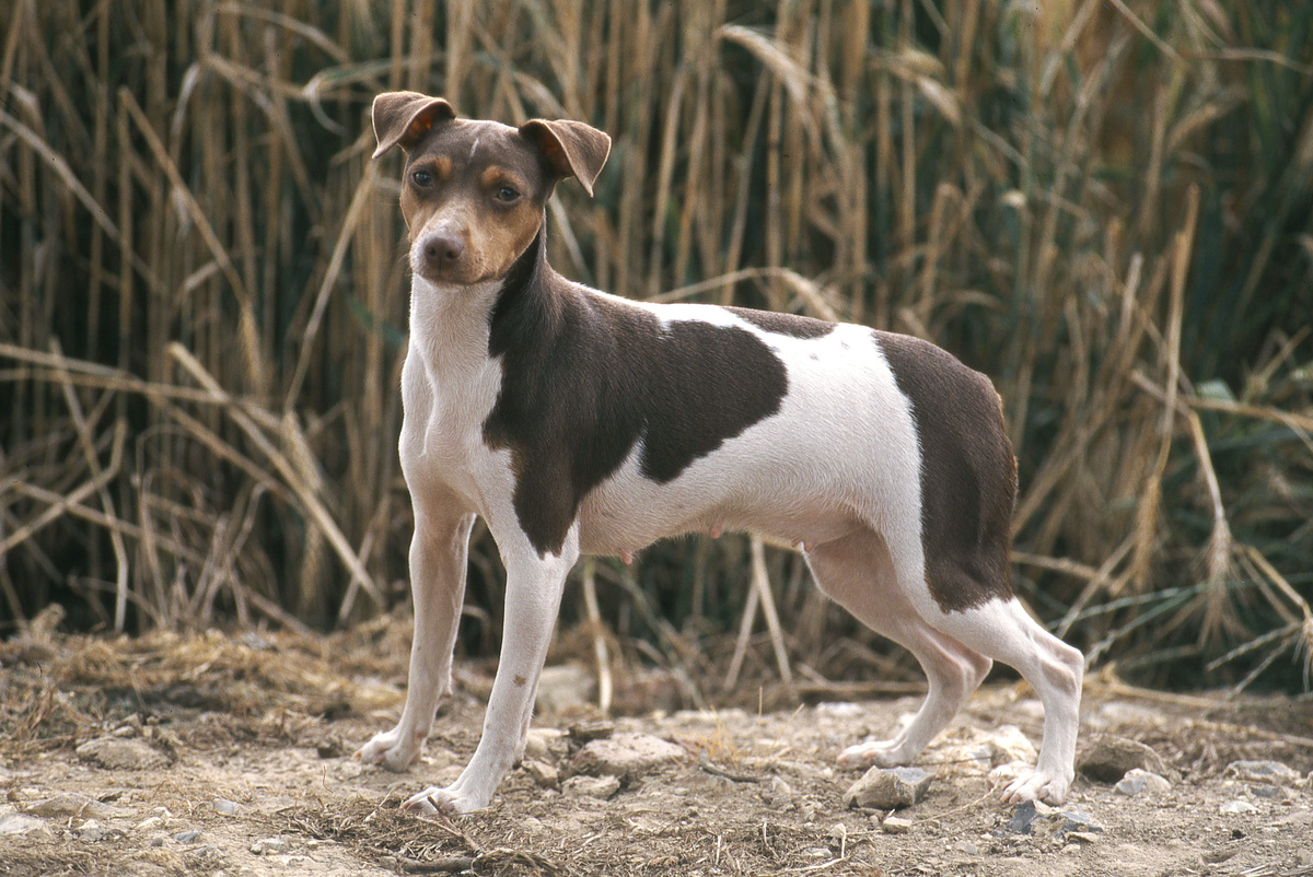 Anjing Brasil: Sertanejo, Fila, Griffon berjanggut dan banyak lagi ras lainnya!