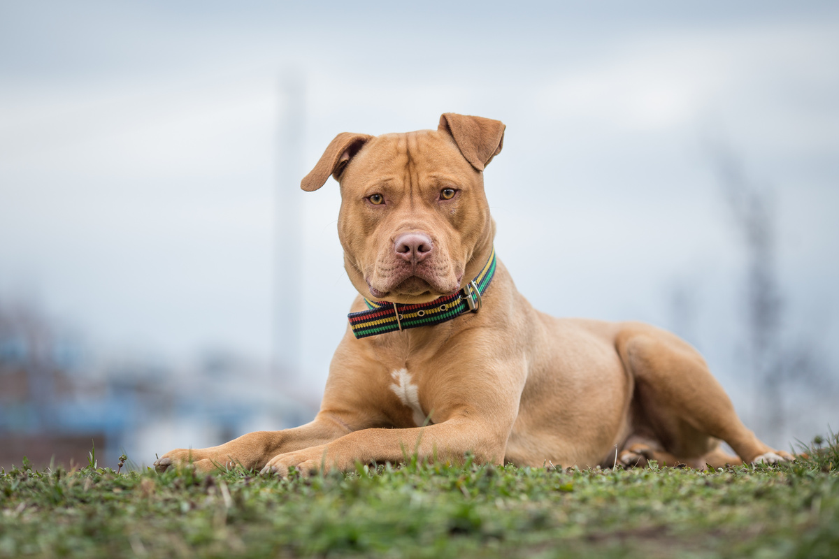 American Pitbull Terrier: lihat ciri, harga dan banyak lagi!